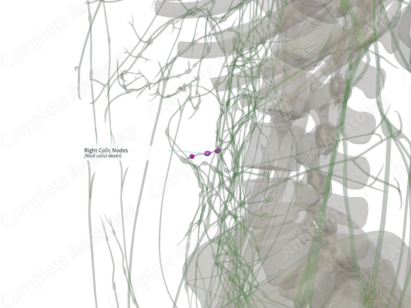 Right Colic Nodes