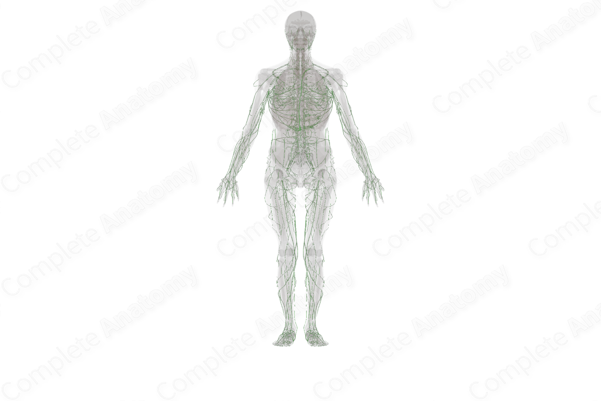 Lymphatic Vessels