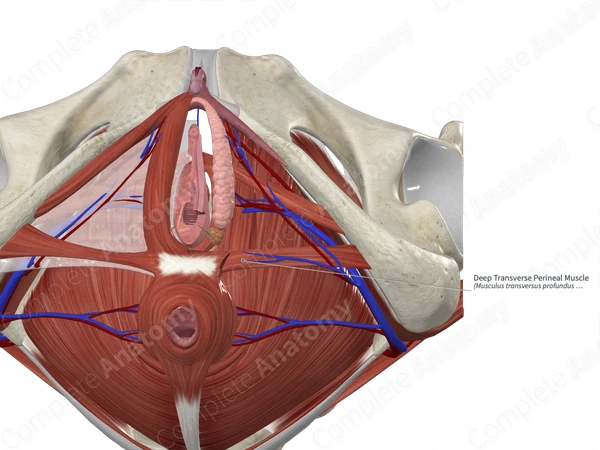 Deep Transverse Perineal Muscle