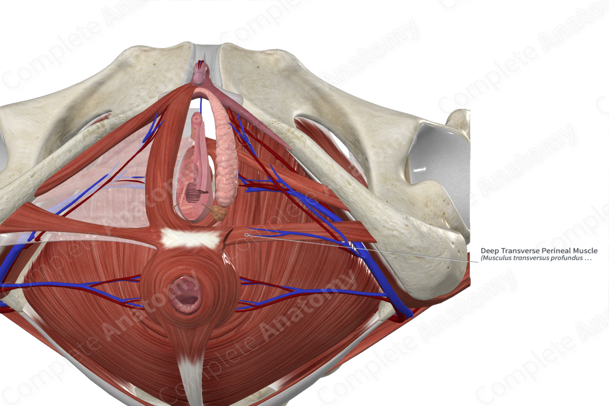 Deep Transverse Perineal Muscle 
