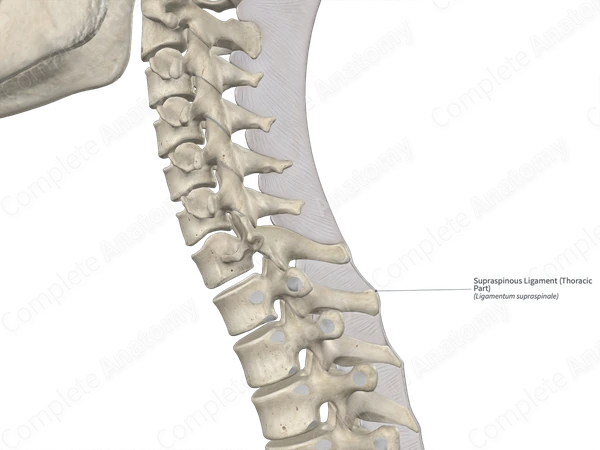 Supraspinous Ligament (Thoracic Part)