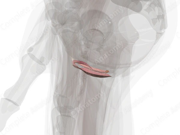 Female External Genitalia