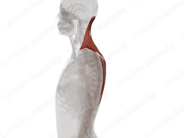 Trapezius Muscle (Left)