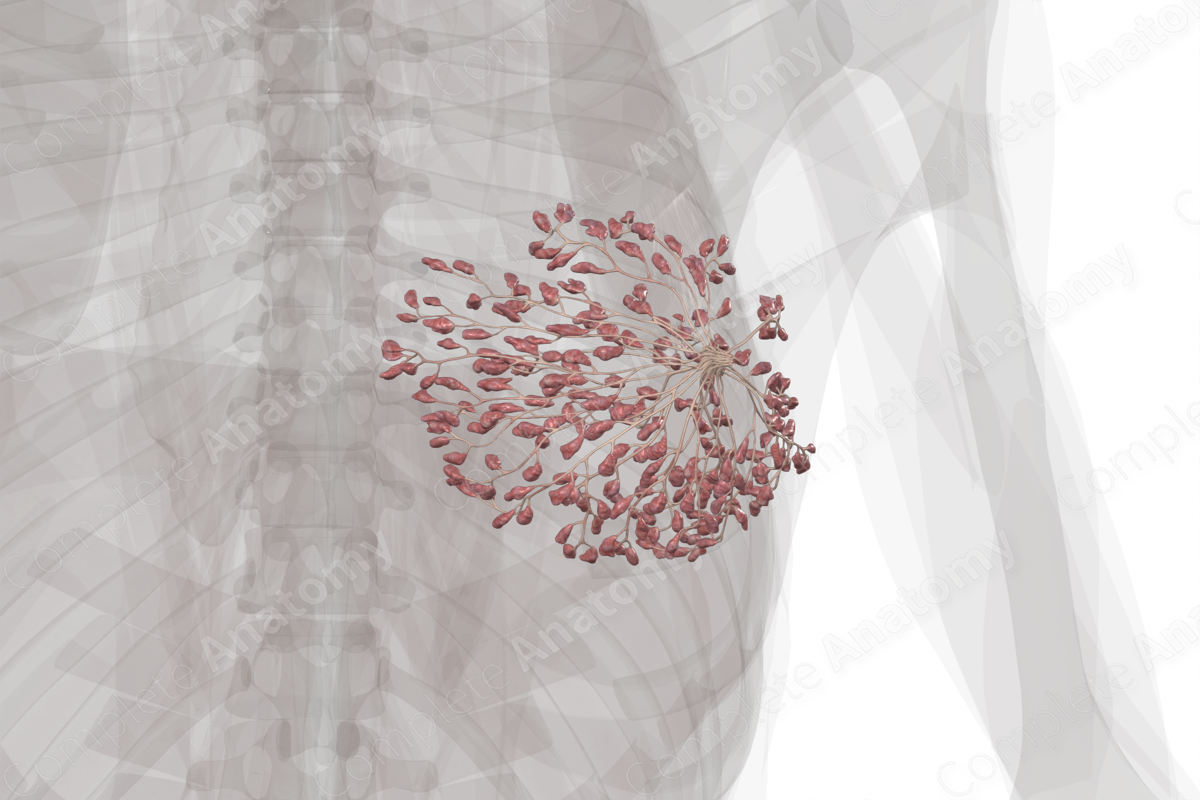 The Mammary Glands - Medika Life :: Understanding Human Anatomy