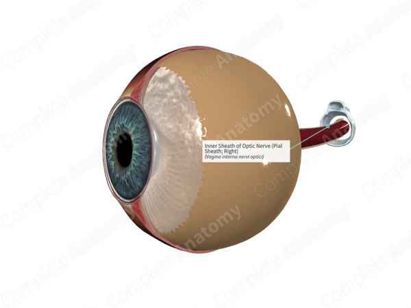 Inner Sheath of Optic Nerve (Pial Sheath; Right)
