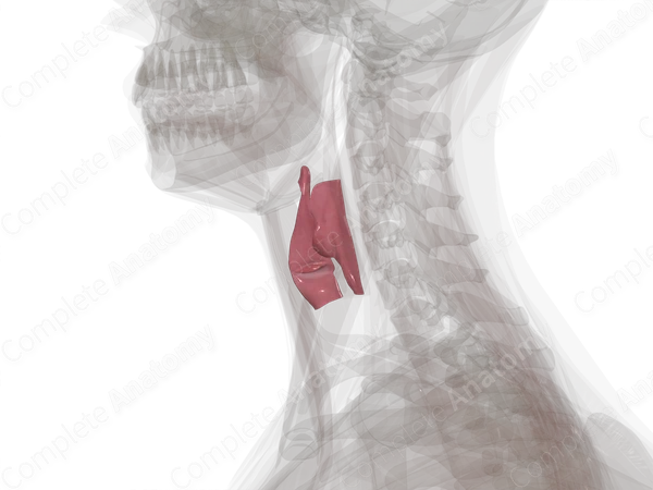 Laryngopharynx
