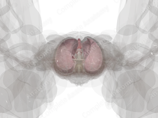 Respiratory System