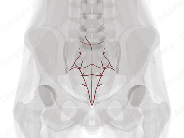 Arteries of Vertebral Column