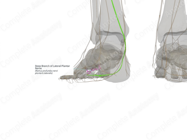 Deep Branch of Lateral Plantar Nerve (Left)