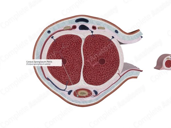 Corpus Spongiosum Penis | Complete Anatomy