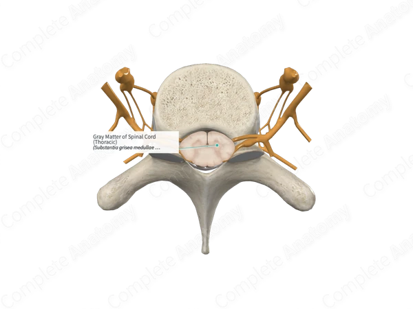Gray Matter of Spinal Cord (Thoracic)