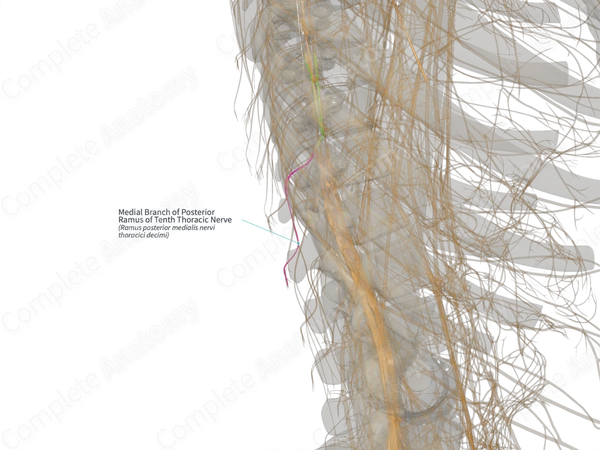 Medial Branch of Posterior Ramus of Tenth Thoracic Nerve (Right)