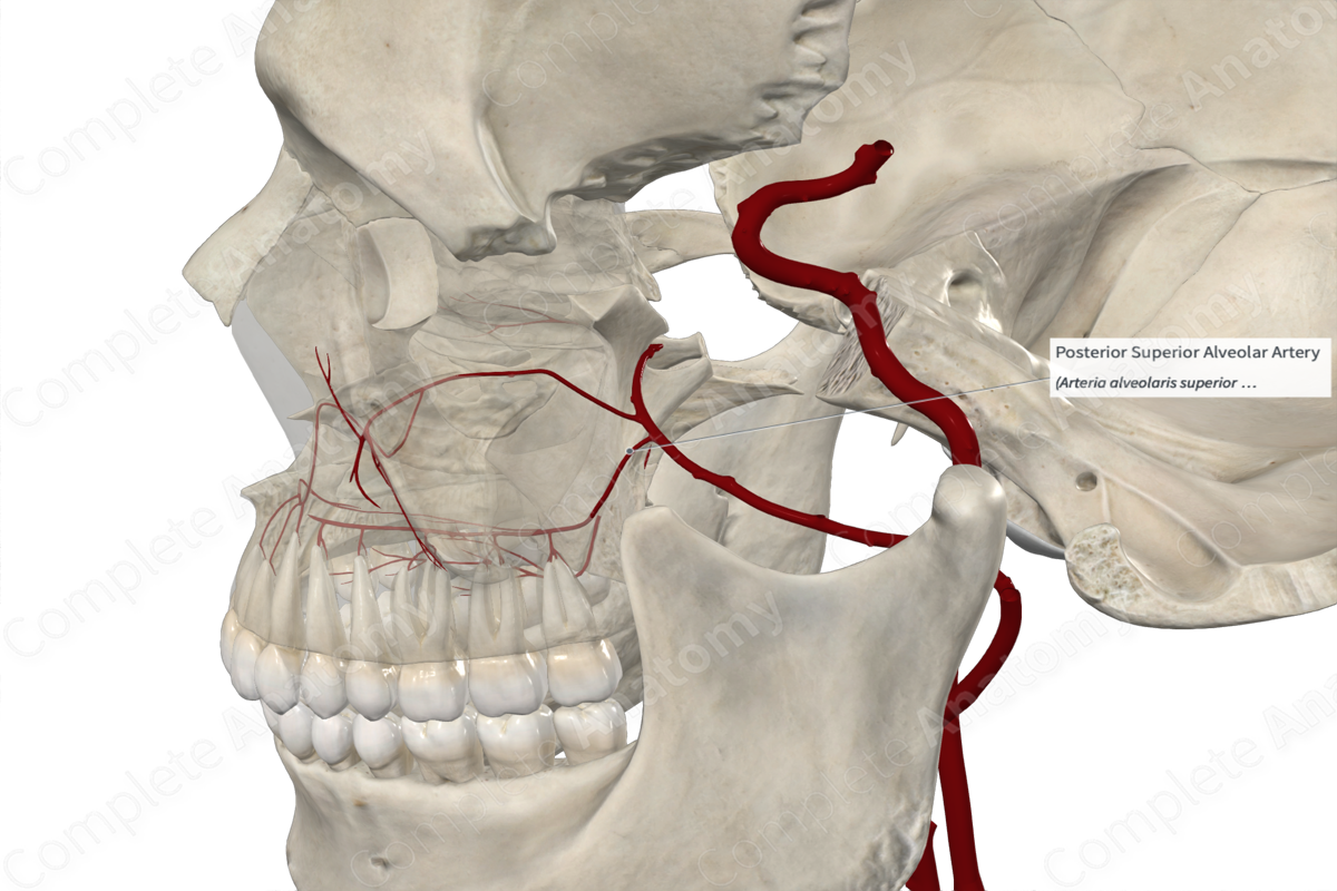 Posterior Superior Alveolar Artery 