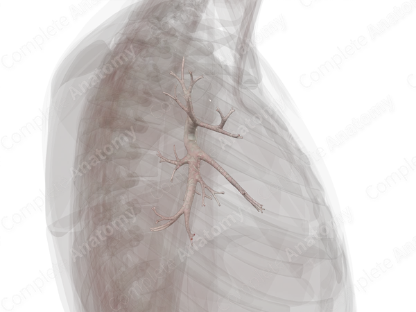 Bronchi of Right Lung