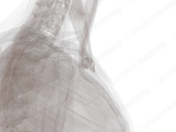 Sternoclavicular Joint (Left)