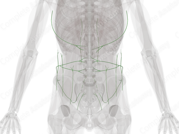 Lymph Vessels of Abdominal Wall