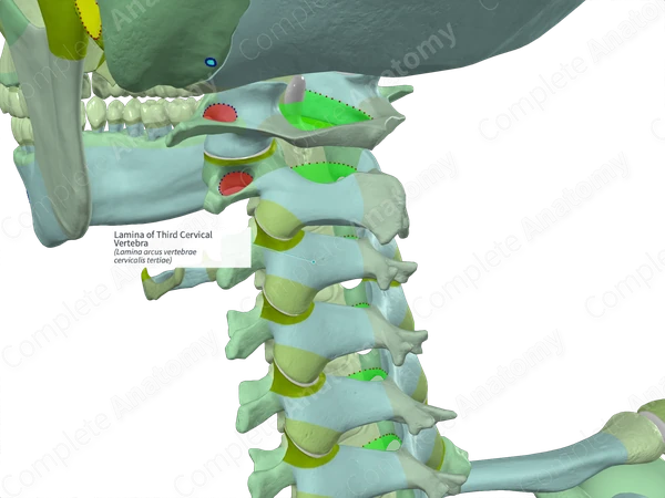 Lamina of Third Cervical Vertebra (Right)