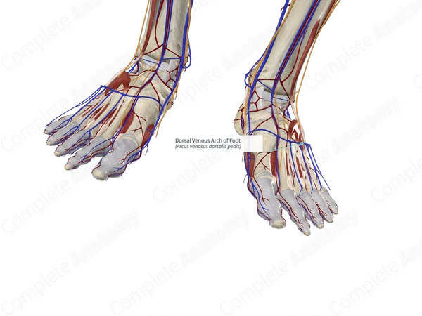 Dorsal Venous Arch of Foot 