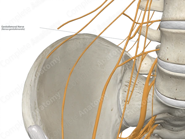 Genitofemoral Nerve