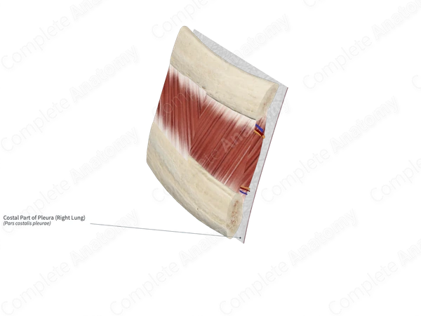 Costal Part of Pleura (Right Lung)