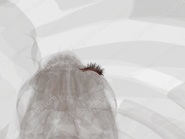 Skin of Eyelid (Left)