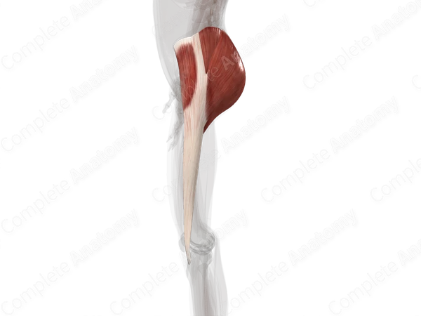 Muscles of Gluteal Region (Left)