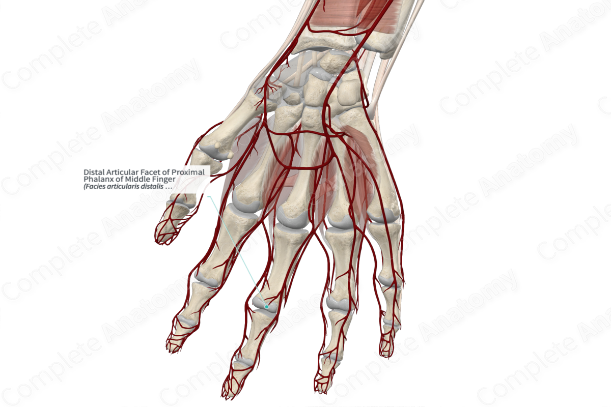 Distal Articular Facet of Proximal Phalanx of Middle Finger 