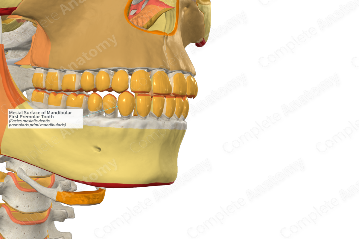 Mesial Surface of Mandibular First Premolar Tooth