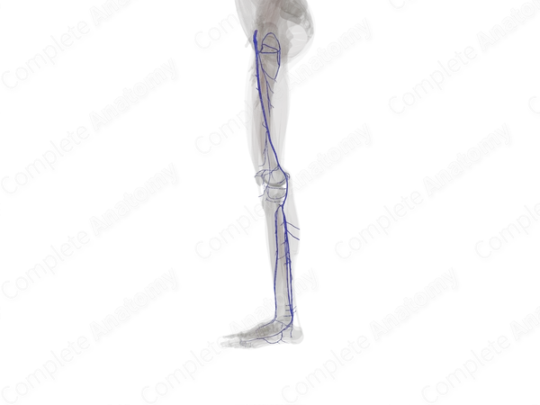 Deep Veins of Lower Limb (Left)