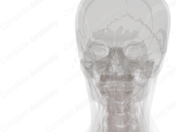 Retrodiscal Tissue of Temporomandibular Joint (Left)