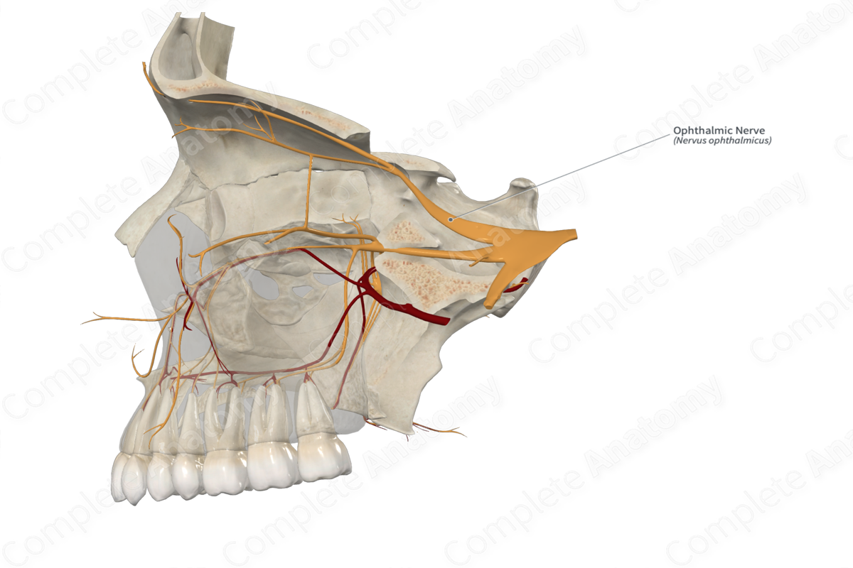 Ophthalmic Nerve 