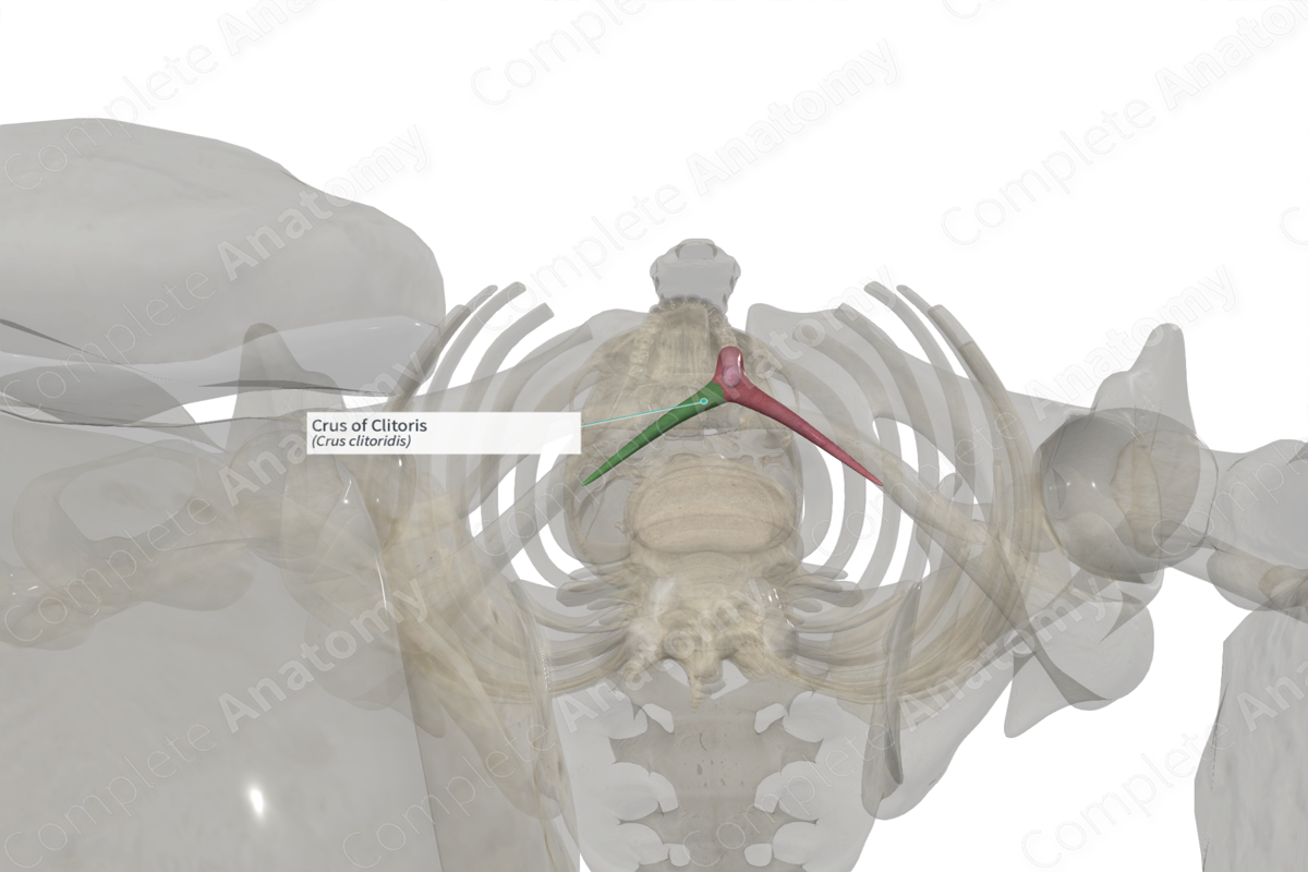 Crus of Clitoris (Left) | Complete Anatomy