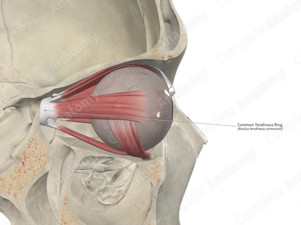 Common Tendinous Ring 