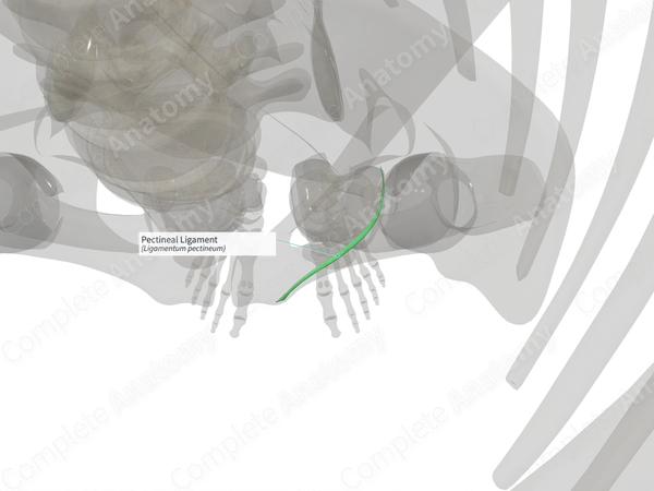Pectineal Ligament (Right) Complete Anatomy