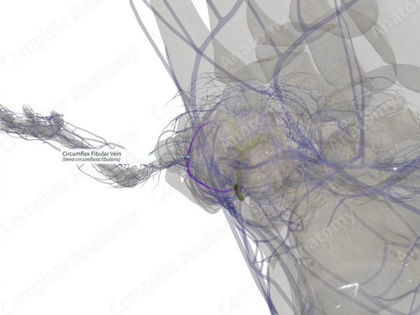 Circumflex Fibular Vein (Left)