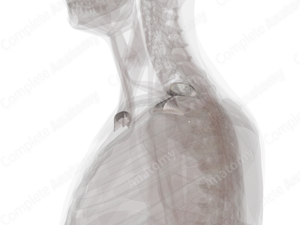 Synovial Joints of Pectoral Girdle (Left)