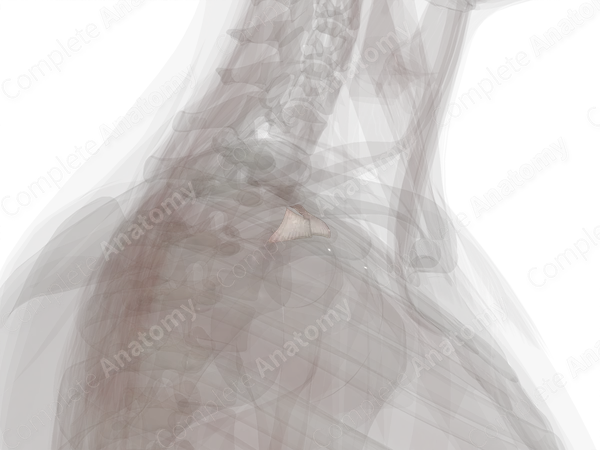 Coracoclavicular Ligament (Left)