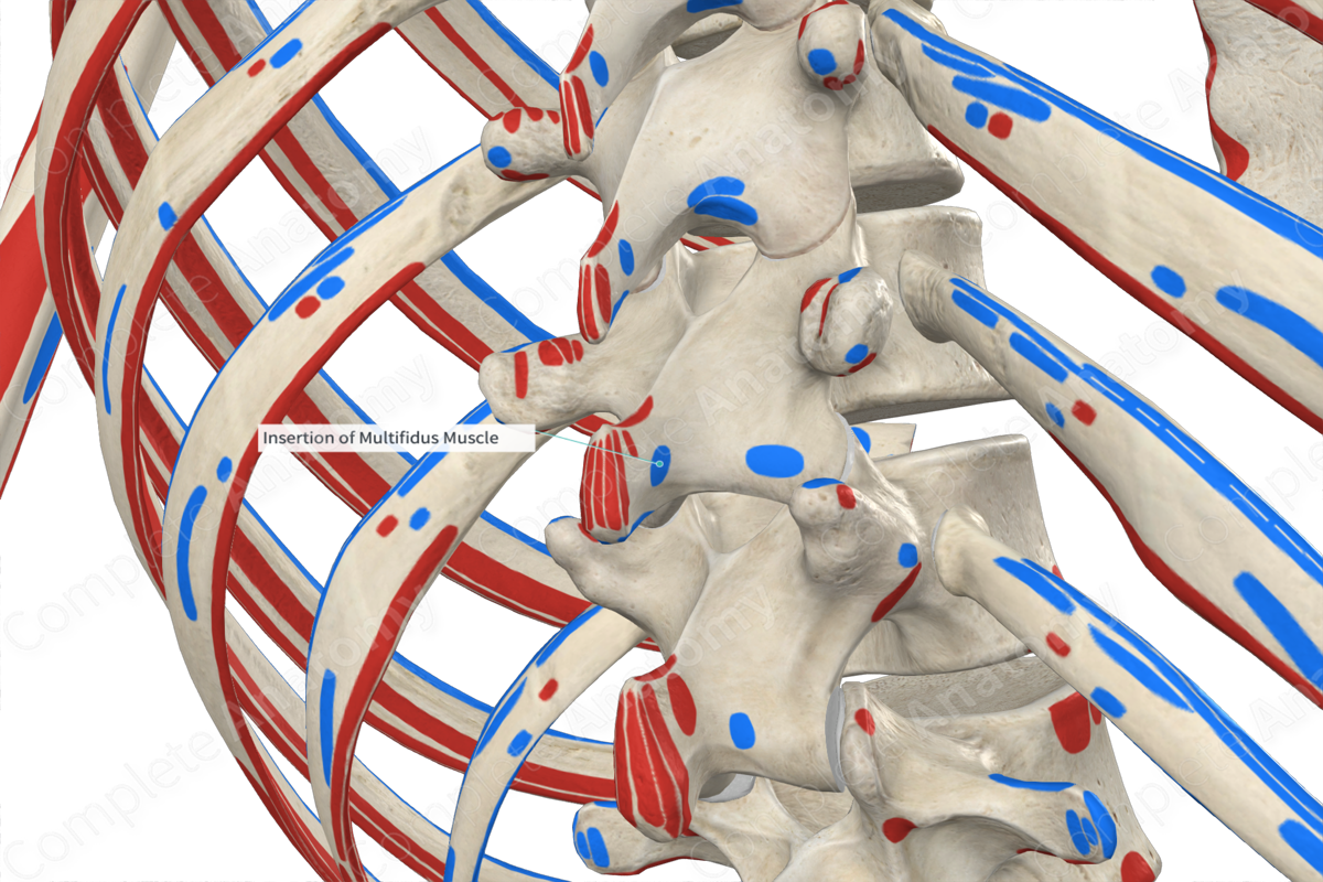 Insertion Of Multifidus Muscle Complete Anatomy 6659