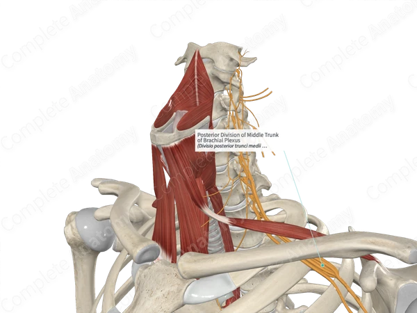 Posterior Division of Middle Trunk of Brachial Plexus 