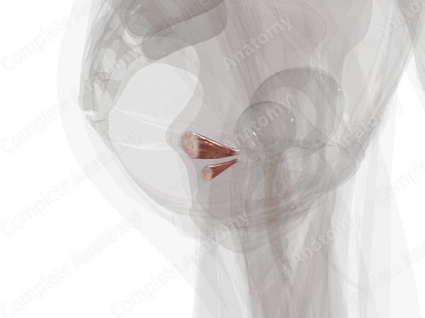 Gemelli Muscles (Left)