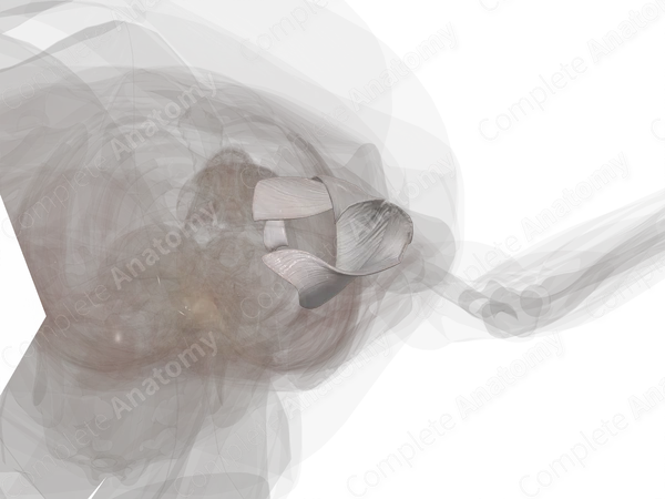 Ligaments of Hip Joint (Left)