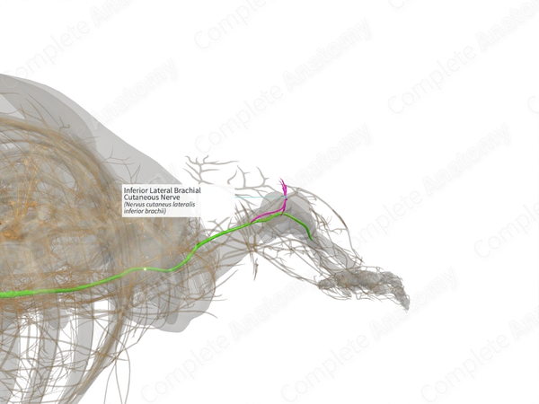 Inferior Lateral Brachial Cutaneous Nerve (Right)