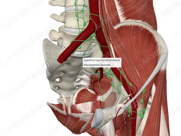 Superficial Inguinal Lymph Vessels 