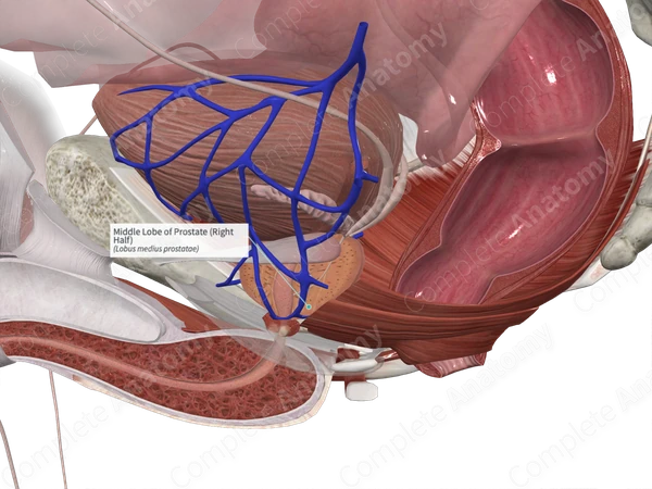 Middle Lobe of Prostate (Right Half)