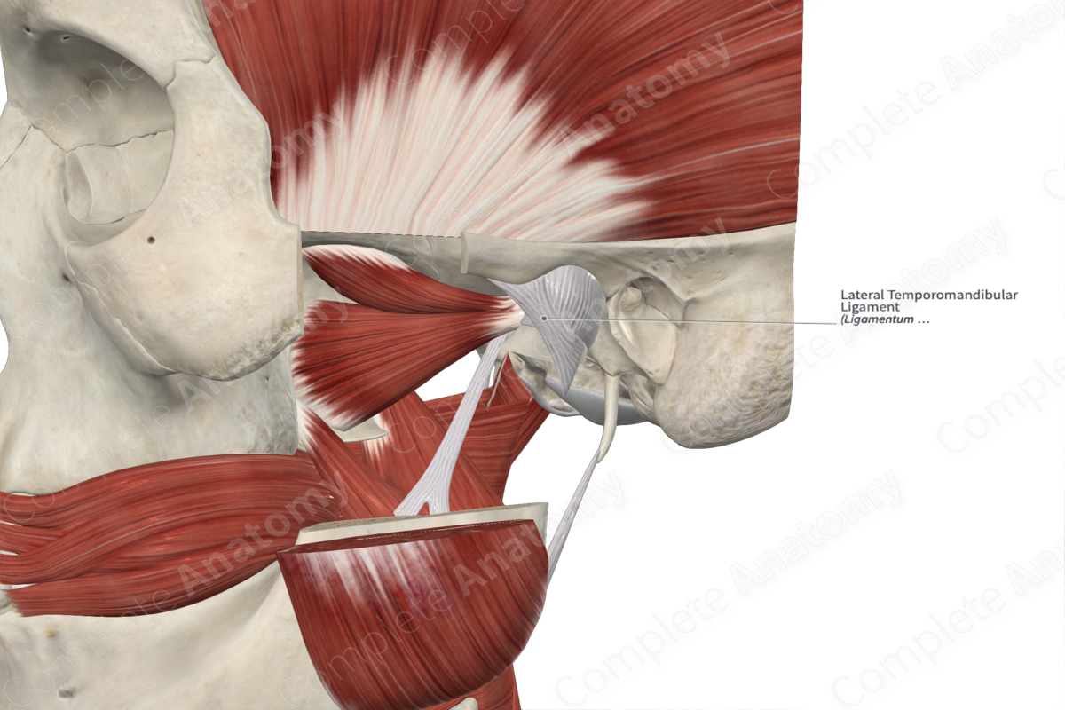 Lateral Temporomandibular Ligament 