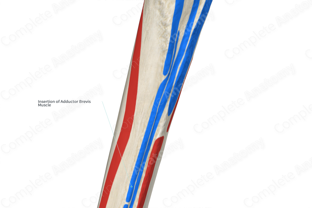 Insertion of Adductor Brevis Muscle