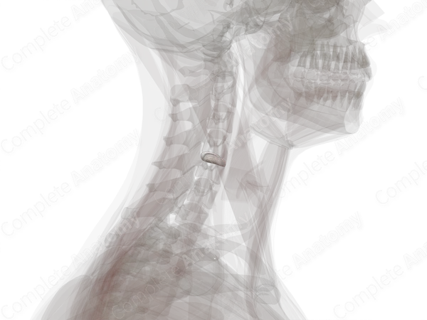 Intervertebral Disc (C4-C5)
