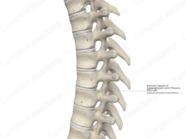 Articular Capsule of Zygapophyseal Joint (Thoracic Part; Right)