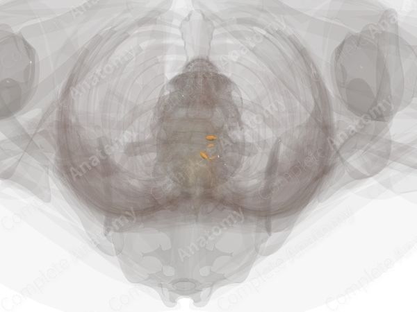 Spinal Ganglia of Lumbar Nerves (Left)
