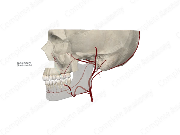 Facial Artery